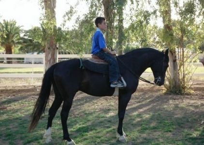 Harmony between horse and human. Listen with your heart