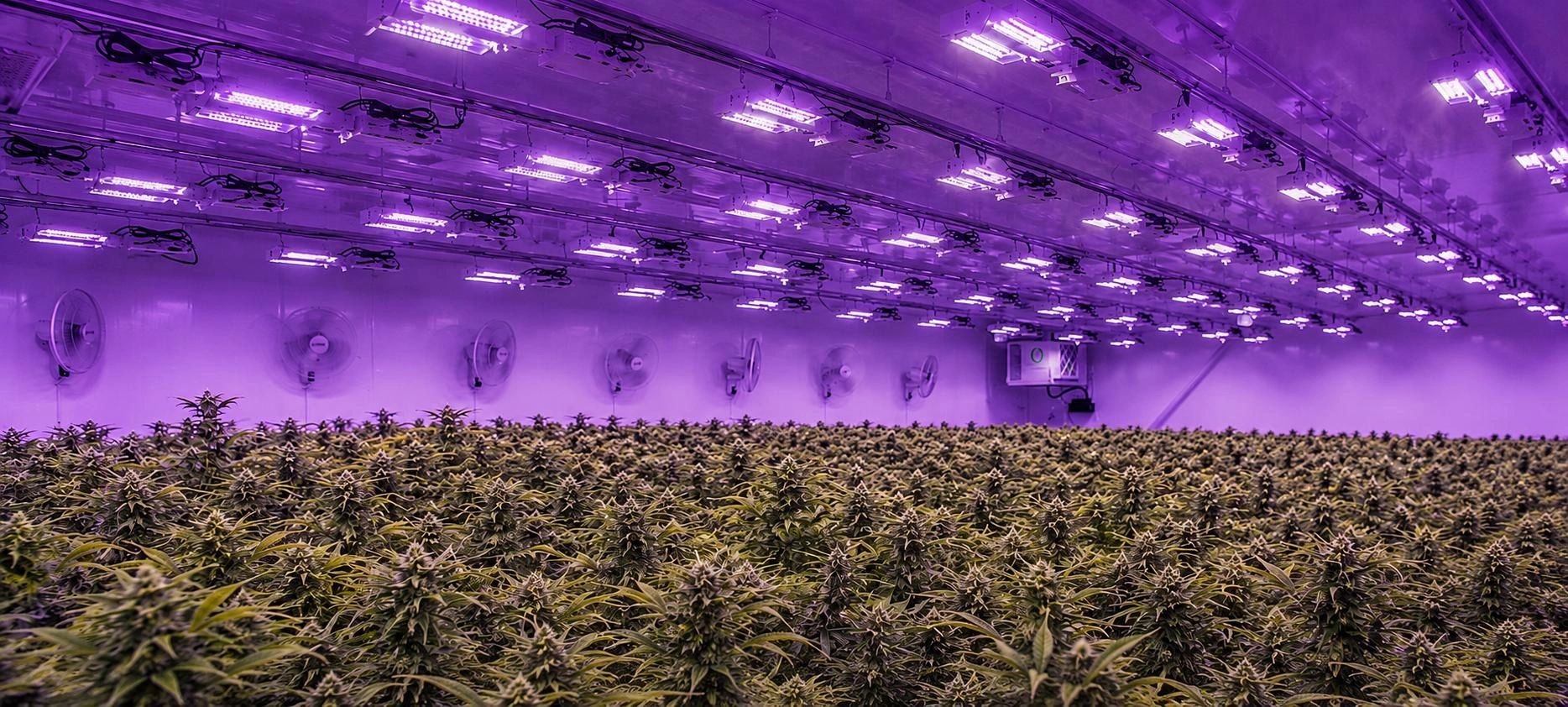 Indoor cannabis farm with purple grow lights and ventilation fans.