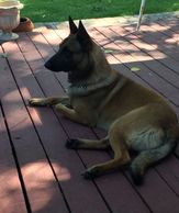 Jesse James Registered Malinois.  Sire of our upcoming litter.
