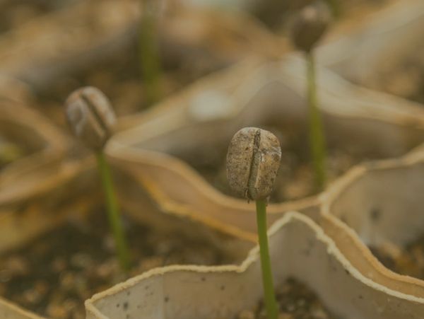 tencerede büyüyen kahve çekirdekleri