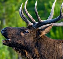 Montana Elk hunt