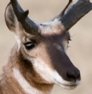 Montana pronghorn antelope hunt