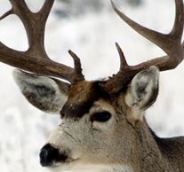Montana Mule deer hunt