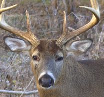 Montana Whitetail deer hunts
