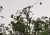 Cairns: Spectacled Flying Foxes (bats) waking up