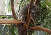 Hamilton Island - yet another sleepy koala. They charge $40 to hold him!