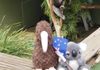 Bonorong: Posing with the koala
