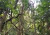 Tropical rainforest by Barron Falls