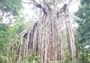 Atherton Tablelands: The Curtain Fig Tree