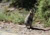 A wallaby visits us by Wineglass Bay