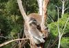 Healesville Sanctuary: Koala Sighting