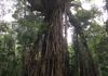 Atherton Tablelands: Cathedral Fig Tree