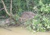 Daintree Forest trip: believe it or not, that big pile is a bird's best