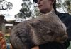 Bonorong: Cuddly Wombat