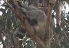Our koala friend