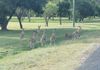 Why did the mob of kangaroos cross the street?