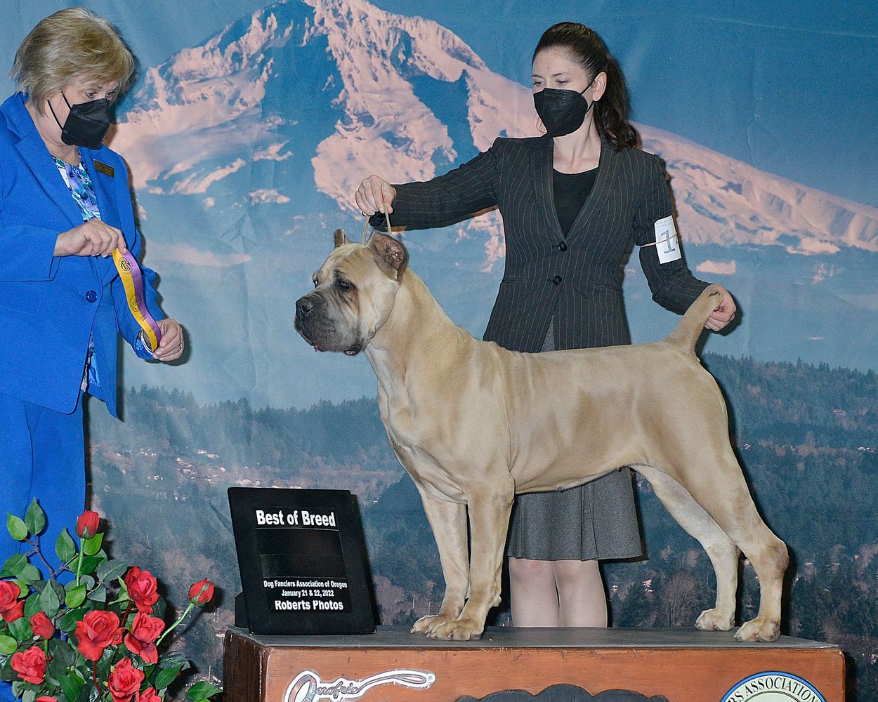ANNOUNCING!!! Our newest Bred & Owned Champion. Winning Best of Breed @ The Rose City Classic
Than
