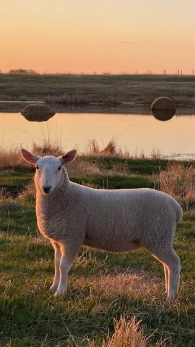 A sheep standing on grass near a calm water body during sunset.