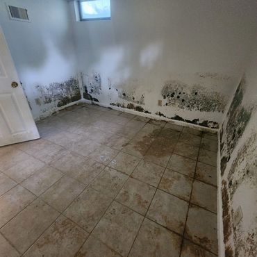 Basement room with severe mold and water damage on walls and floor.