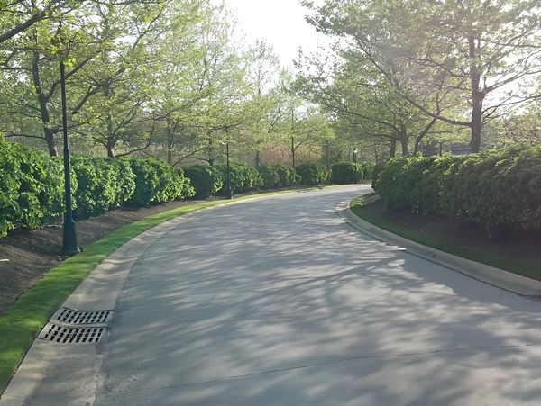 Tree-lined curving asphalt driveway