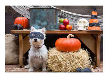 Halloween Photo Props