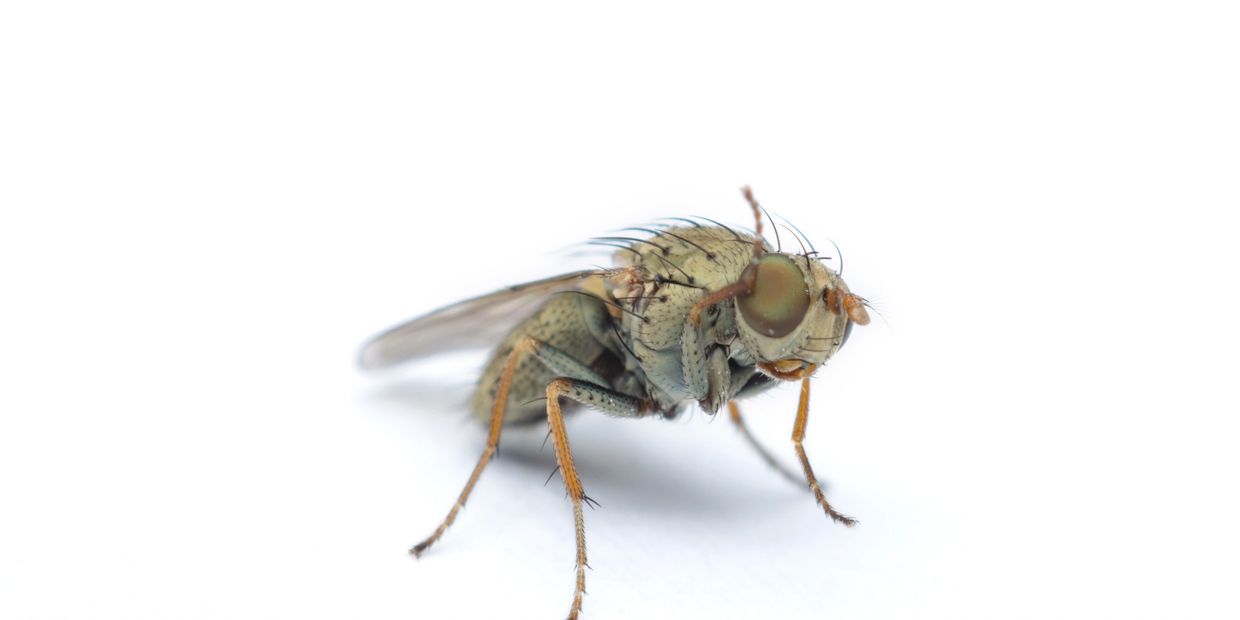 how to get rid of flies
