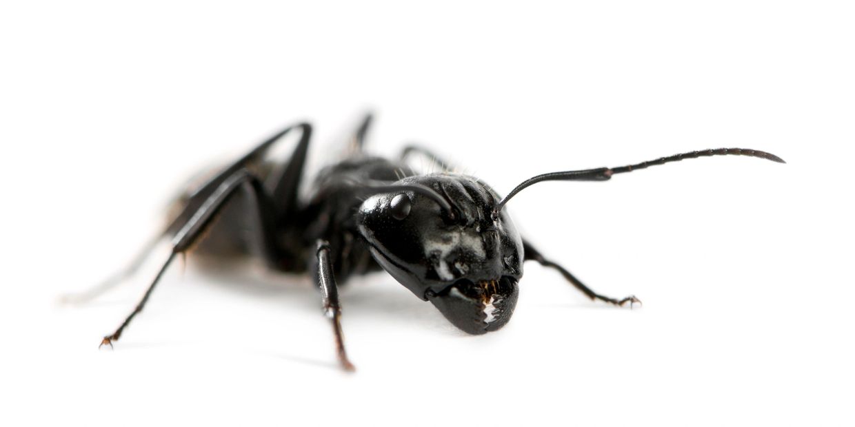 ant killer