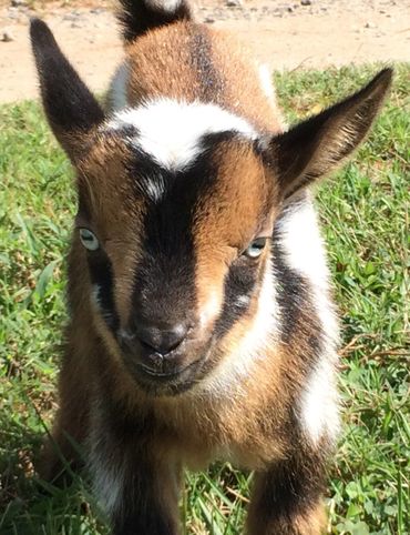 Blue-eyed baby goat.