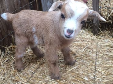 Adorable baby goat.