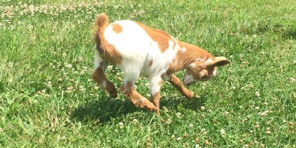 Baby goat playing. Baby goat running.