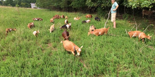 goat herd foraging in the pasture. Goats eating. Herdsman.