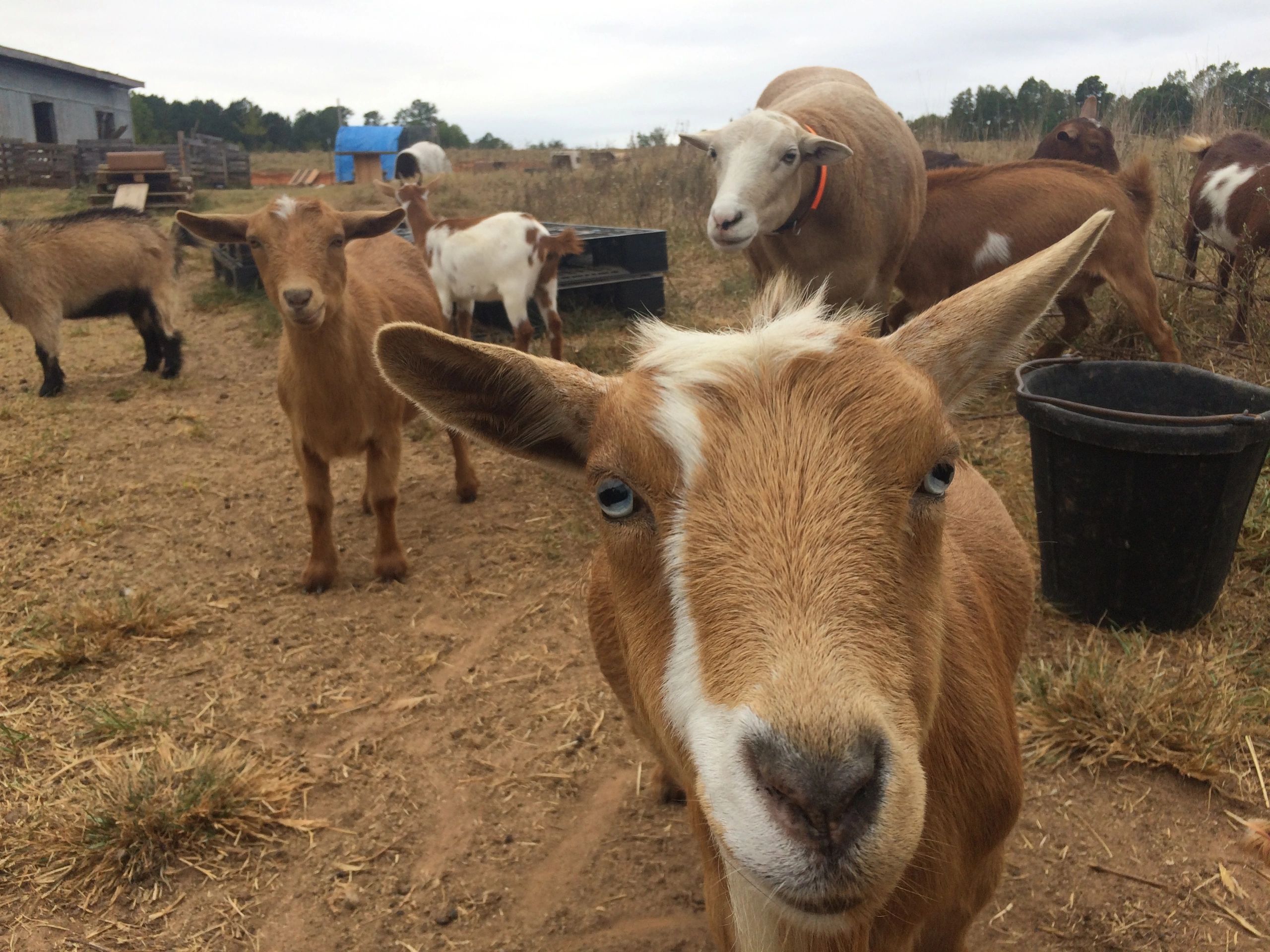 goat herd blue eyed goat.