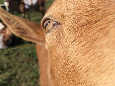 up close goat face.