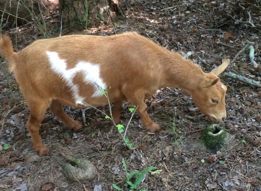 Gold and white Nigerian Dwarf Goat doe. Goat foraging