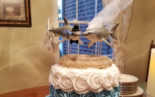 Shark wedding cake topper, micro wedding pa