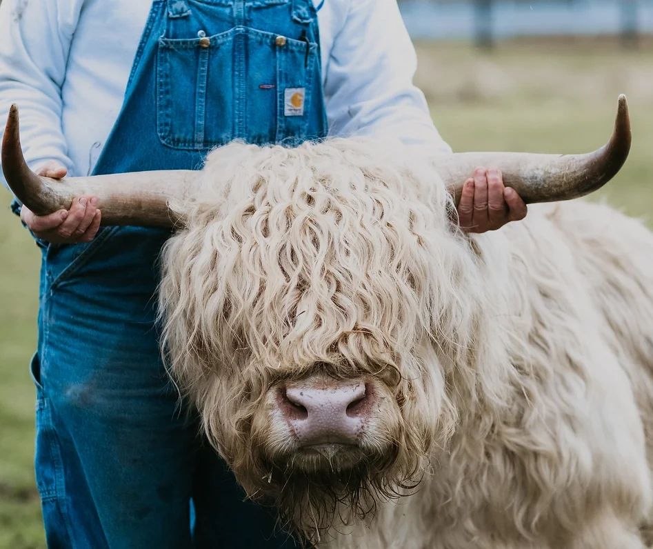 Belfair Miniature Cattle: A Small, All-Around Breed - Countryside