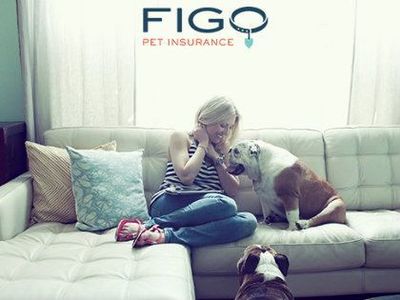 Pet Insurance, Figo Insurance