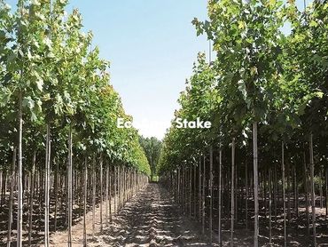 Fiberglass stakes, Fiberglass nursery stakes, Fiberglass tree stakes, Fiberglass stakes with UV veil