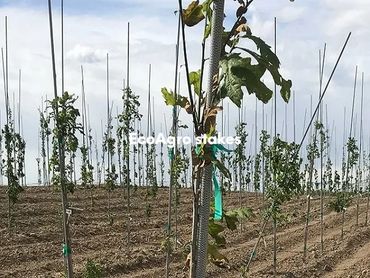 Fiberglass stakes, Fiberglass nursery stakes, Fiberglass tree stakes, Fiberglass stakes with UV veil