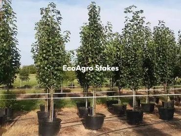 Fiberglass stakes, Fiberglass nursery stakes, Fiberglass tree stakes, Fiberglass plant stakes