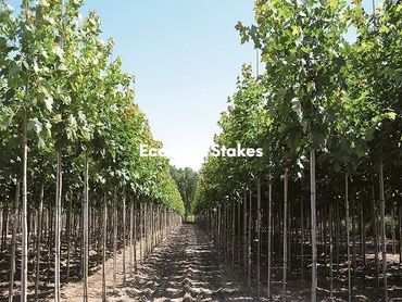 Fiberglass stakes, Fiberglass nursery stakes, Fiberglass tree stakes, Fiberglass plant stakes
