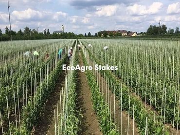 Fiberglass stakes used in Apple nursery planting