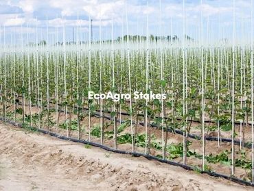 Fiberglass stakes used in Apple nursery planting