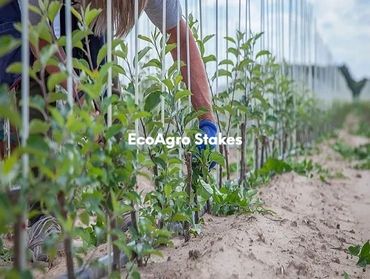 Fiberglass stakes used in Apple nursery planting
