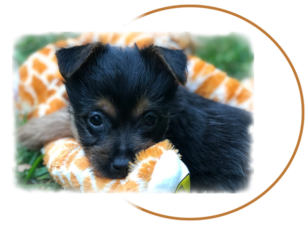 black puupy sitting on the grass and staring