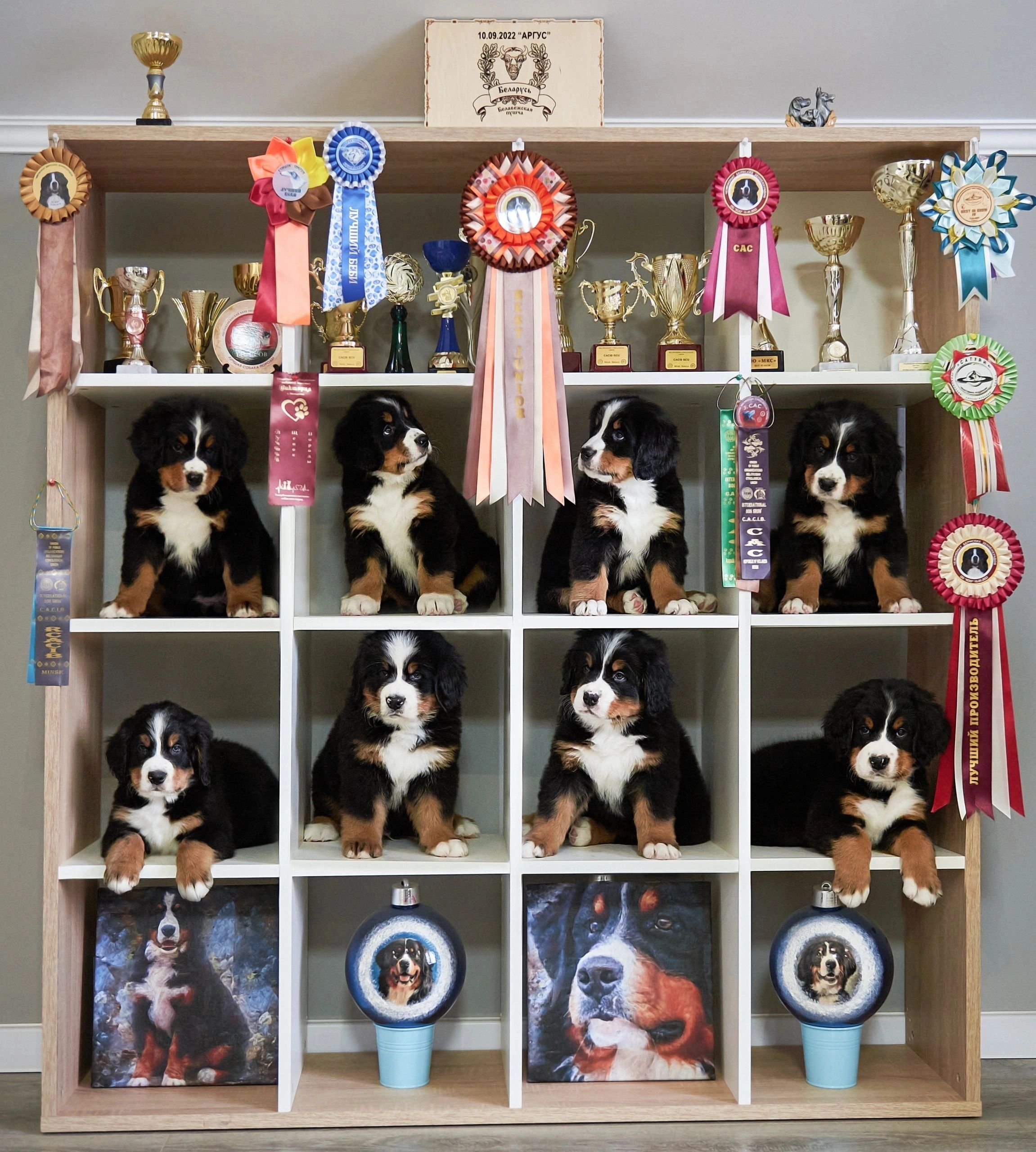 BMD puppies - Emerald Liberty Kennel