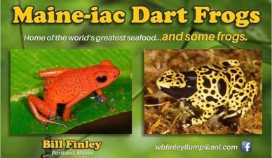 Maine-iac Dart Frogs --Vending at American Frog Day 2024