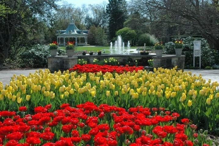 Colorful tulip garden with yellow and red flowers and a fountain in the background.