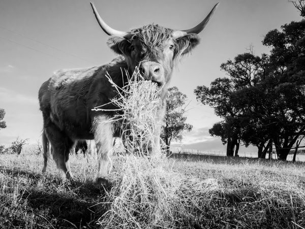 A Highland cow eating hay in a grassy field under a clear sky.