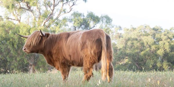 A shaggy brown Highland cow stands in a grassy field with trees behind.
